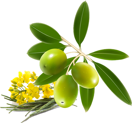 Mezan Canola